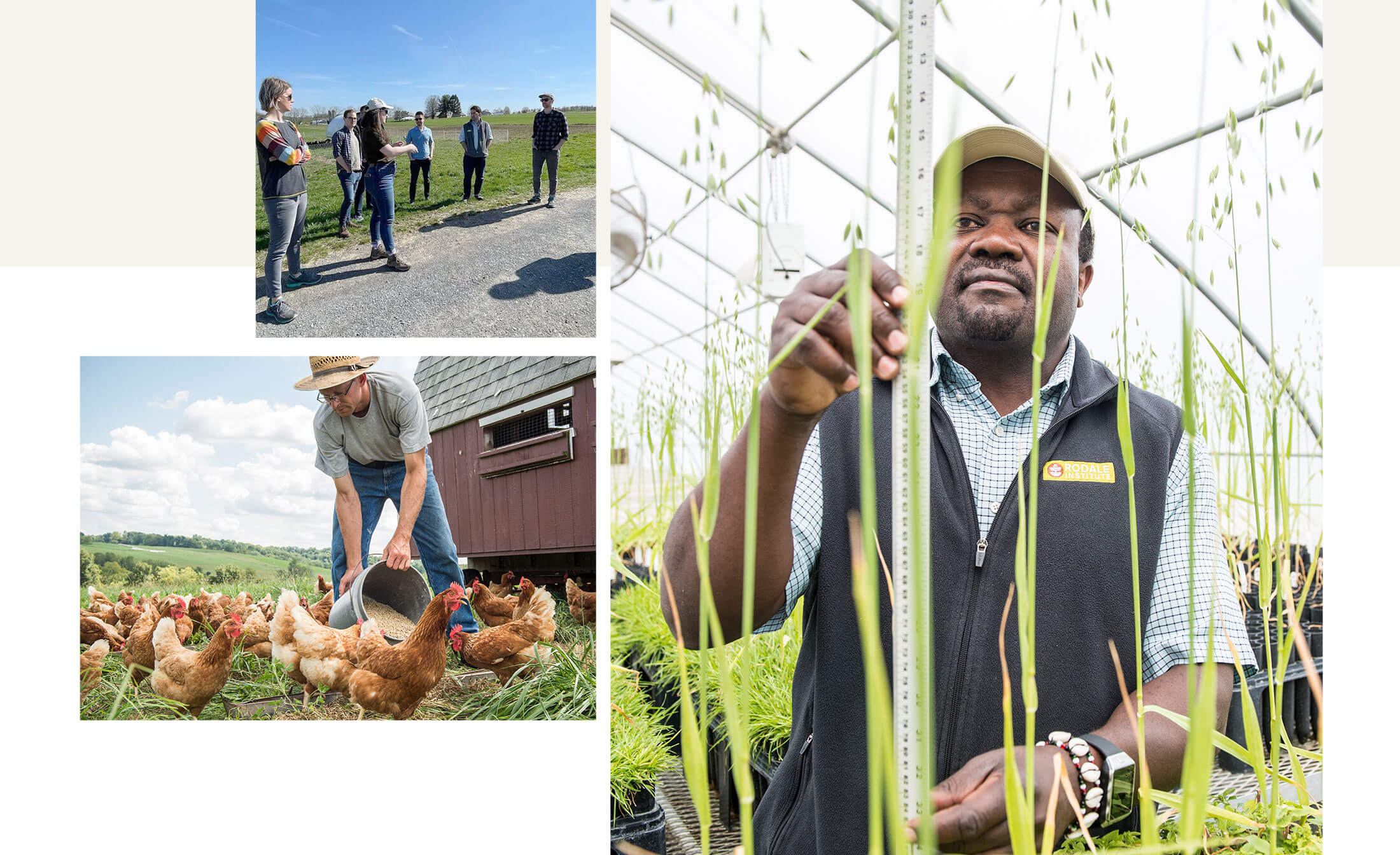 gallery of images: farmer working with open range chickens, scientist measuring organic plant growth