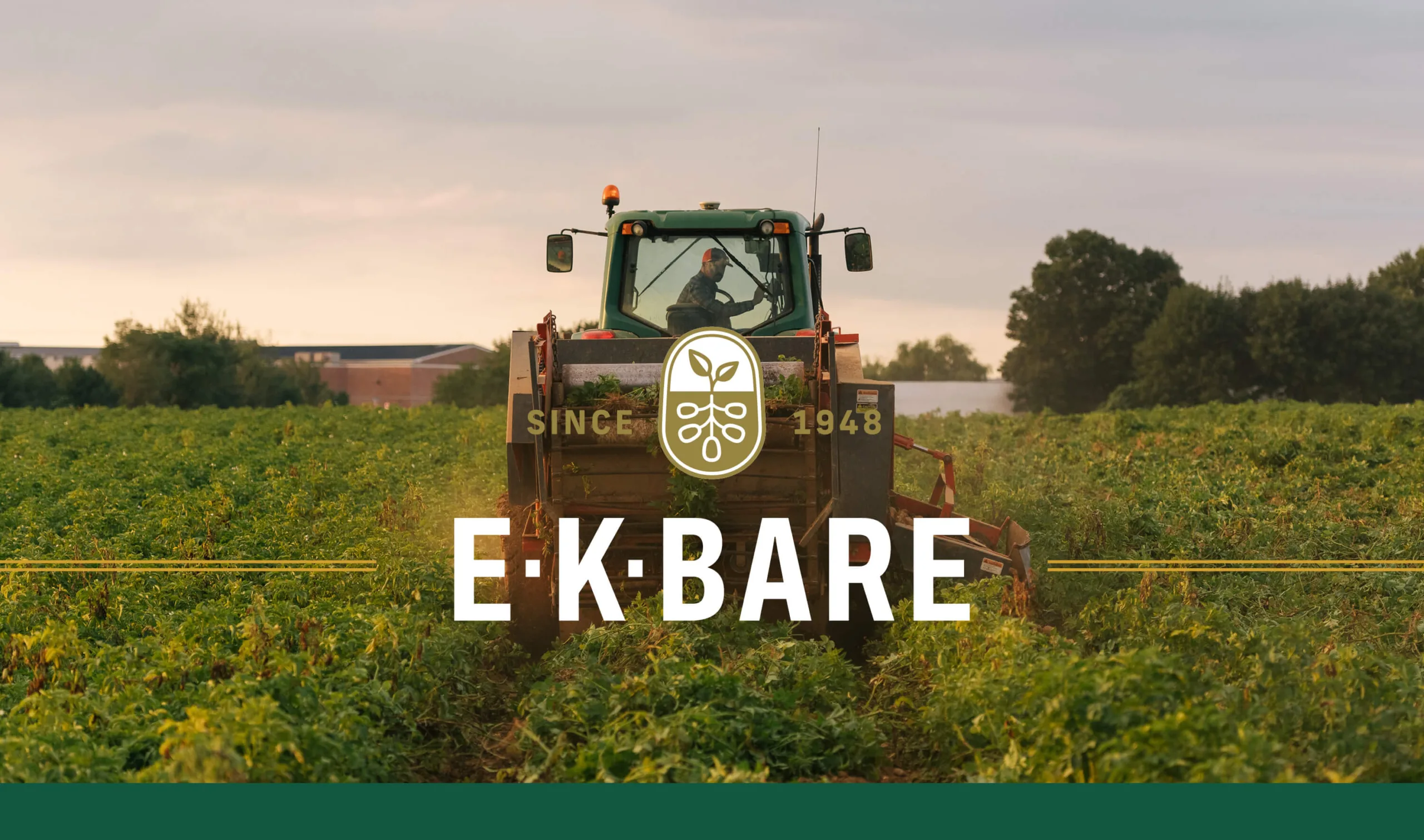 Visual identity and brand card for EK Bare Potato Company, designed by Infantree branding agency in Central PA